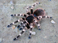 Acanthoscurria geniculata - Brazilian Whiteknee