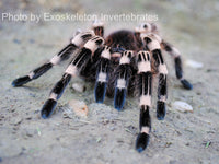 Acanthoscurria geniculata - Brazilian Whiteknee
