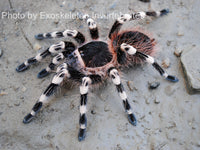 Acanthoscurria geniculata - Brazilian Whiteknee