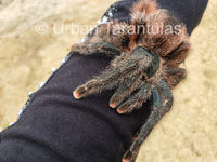 Avicularia Braunshauseni - Giant Pink toe tarantula