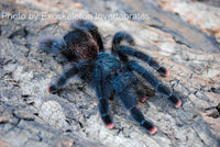 Avicularia avicularia - Pinktoe Tarantula