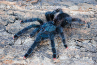 Avicularia avicularia - Pinktoe Tarantula