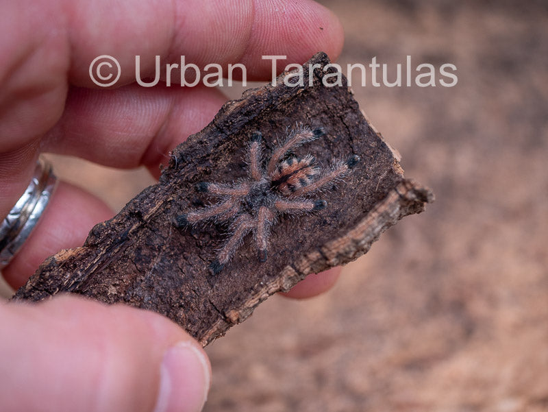 Avicularia Peru Purple - Jurensis pink toe