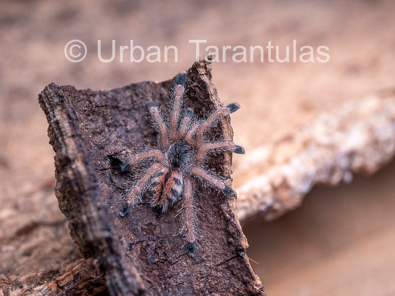Avicularia Peru Purple - Jurensis pink toe
