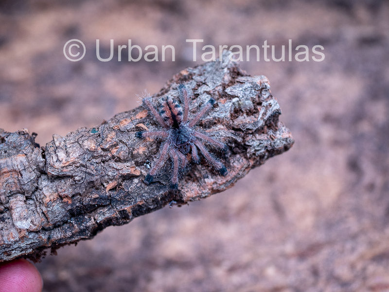 Avicularia Peru Purple - Jurensis pink toe