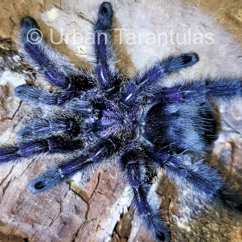 Avicularia Purpurea - Purple Pinktoe Tarantula