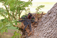 Avicularia variegata - Grizzly Pink Toe tarantula