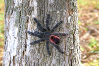 Avicularia variegata - Grizzly Pink Toe tarantula