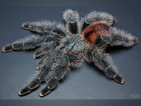 Avicularia variegata - Grizzly Pink Toe tarantula