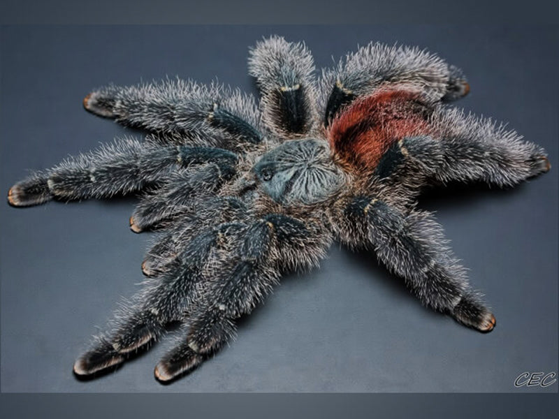 Avicularia variegata Grizzly Pink Toe Tarantula – IN STOCK| Urban Tarantulas