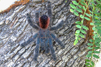 Avicularia variegata - Grizzly Pink Toe tarantula
