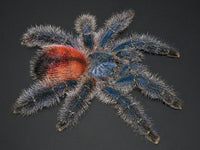 Avicularia variegata - Grizzly Pink Toe tarantula
