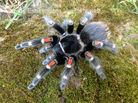 Brachypelma auratum - Mexican Flame Knee