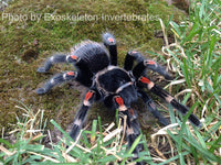 Brachypelma auratum - Mexican Flame Knee