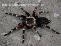 Brachypelma auratum - Mexican Flame Knee