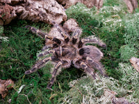 Grammostola pulchripes - Chaco Golden Knee tarantula