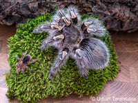 Grammostola pulchripes - Chaco Golden Knee tarantula