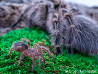Grammostola pulchripes - Chaco Golden Knee tarantula