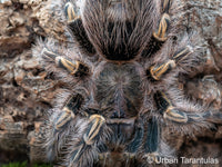 Grammostola pulchripes - Chaco Golden Knee tarantula
