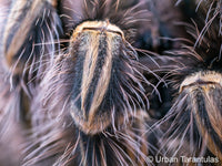 Grammostola pulchripes - Chaco Golden Knee tarantula