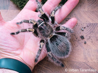 Grammostola pulchripes - Chaco Golden Knee tarantula