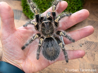 Grammostola pulchripes - Chaco Golden Knee tarantula