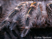 Grammostola pulchripes - Chaco Golden Knee tarantula
