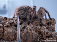 Grammostola pulchripes - Chaco Golden Knee tarantula