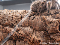 Grammostola pulchripes - Chaco Golden Knee tarantula