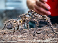 Grammostola pulchripes - Chaco Golden Knee tarantula