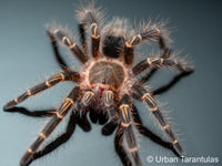 Grammostola pulchripes - Chaco Golden Knee tarantula