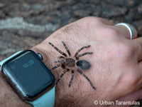 Grammostola pulchripes - Chaco Golden Knee tarantula