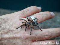 Grammostola pulchripes - Chaco Golden Knee tarantula