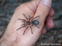 Grammostola pulchripes - Chaco Golden Knee tarantula