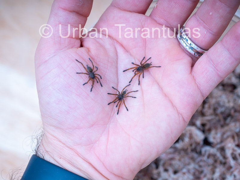 Harpactira Pulchripes - Golden Blue Leg Baboon