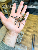 Harpactira Pulchripes - Golden Blue Leg Baboon