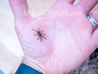 Harpactira Pulchripes - Golden Blue Leg Baboon