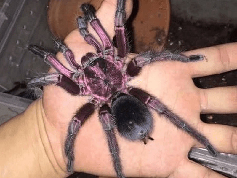Phormictopus atrichomatus - Red Island Birdeating tarantula| Urban