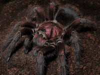 Phormictopus atrichomatus - Red Island Birdeating tarantula