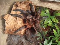 Phormictopus atrichomatus - Red Island Birdeating tarantula