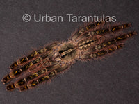 poecilotheria