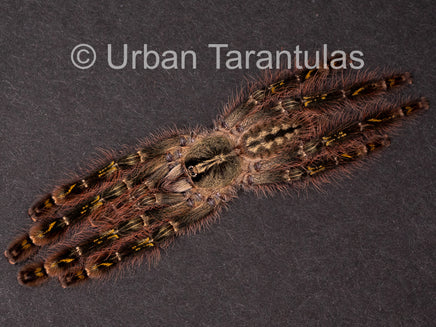 poecilotheria