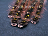Poecilotheria Rufilata - Red Slate Ornamental Tarantula