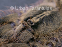 Poecilotheria Rufilata - Red Slate Ornamental Tarantula