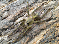 Poecilotheria Rufilata - Red Slate Ornamental Tarantula