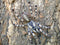 Poecilotheria formosa - Salem Ornamental Tarantula
