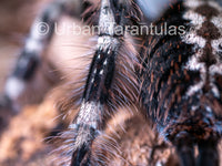 Poecilotheria miranda - Bengal Spotted Ornamental Tarantula