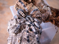 Poecilotheria miranda - Bengal Spotted Ornamental Tarantula