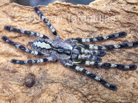 Poecilotheria regalis - Indian Ornamental Tarantula