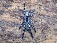 Poecilotheria regalis - Indian Ornamental Tarantula